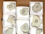 Lot: Blastoid Fossils On Shale From Illinois - Pieces #134135-2